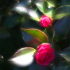 公園の花
