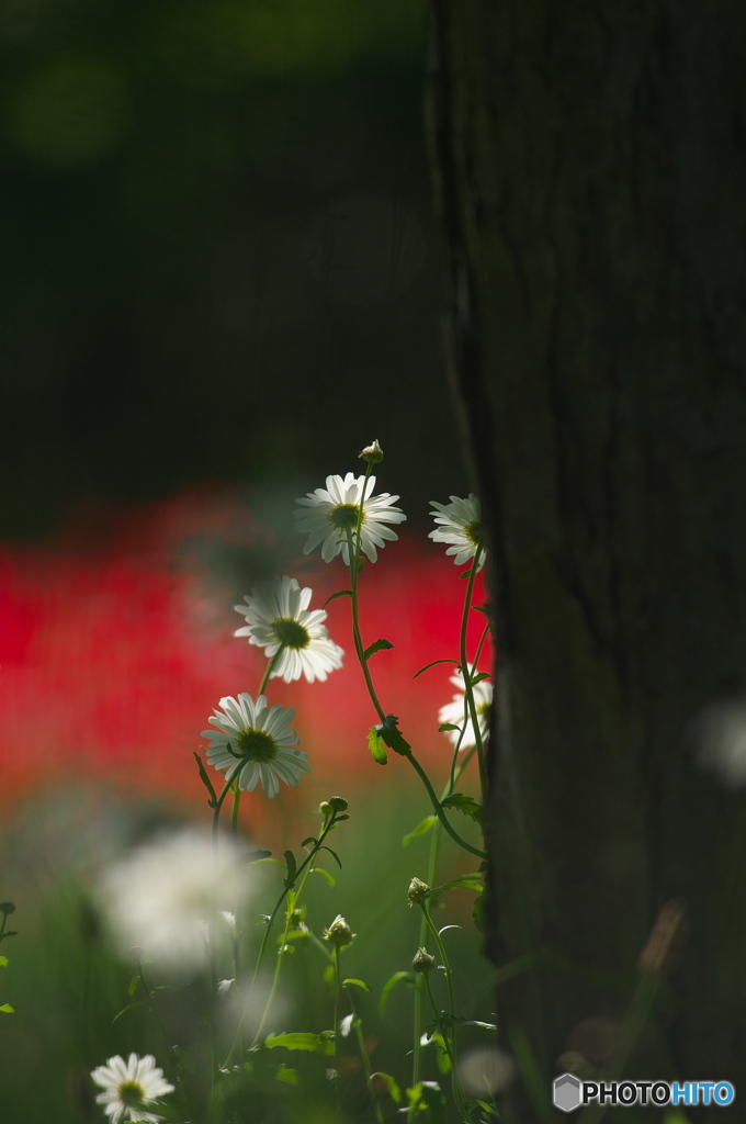 公園の赤い森　マーガレット偏　５