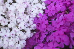 公園の芝桜