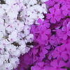 公園の芝桜