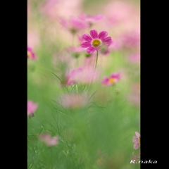 ９月　公園の花探し　３