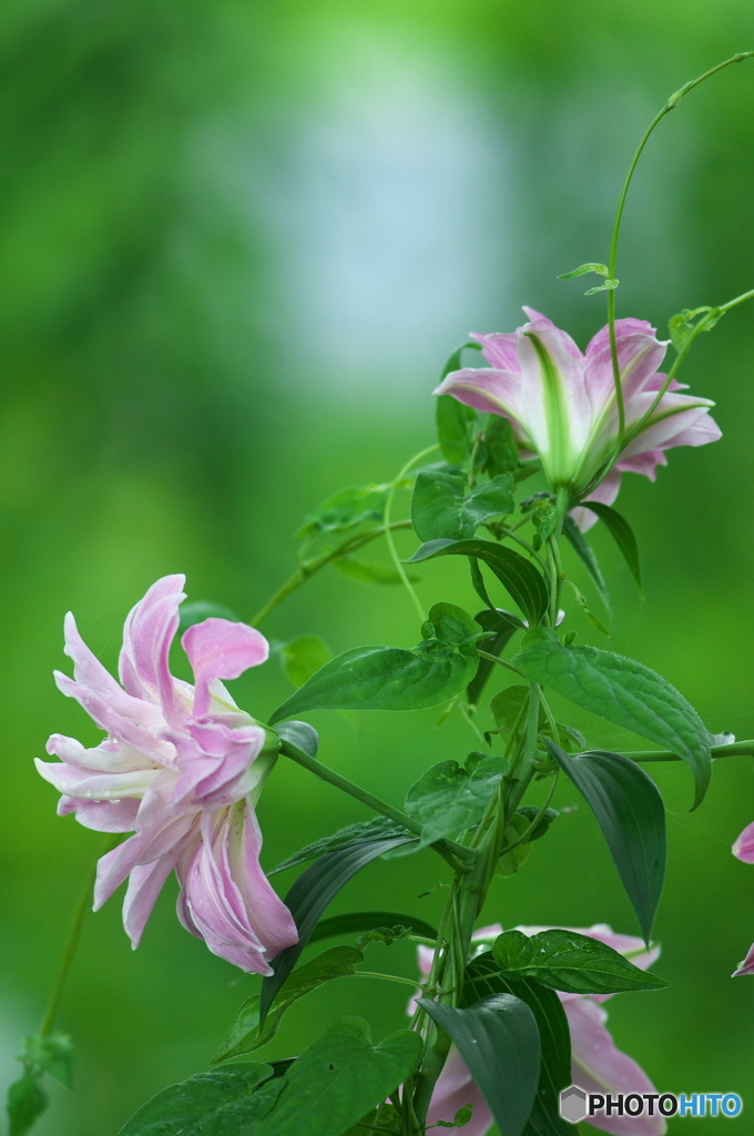 雨の日に公園でお花　５