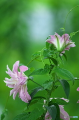 雨の日に公園でお花　５