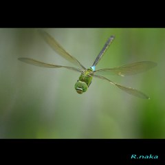 夏のトンボ　ギンヤンマ　１　友達！