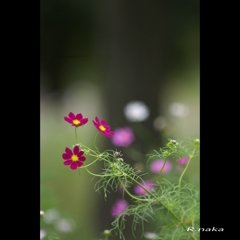 花の丘　コスモス　１１　