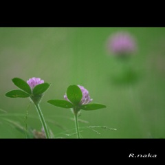 春の花　６