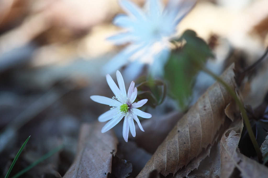 公園の雪割草