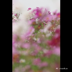 花の丘　コスモス　７　群生