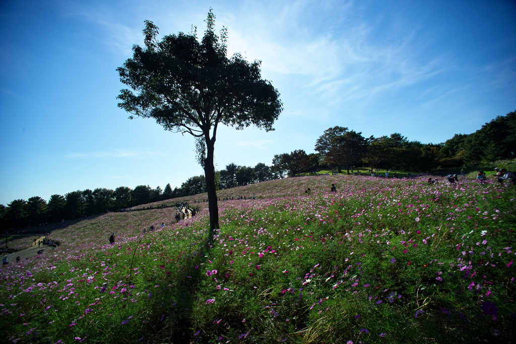 公園花の丘コスモス