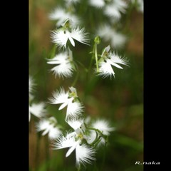 飛んでる花　３　サギ草　