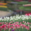 公園のチューリップ
