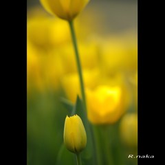 公園のチューリップ　４
