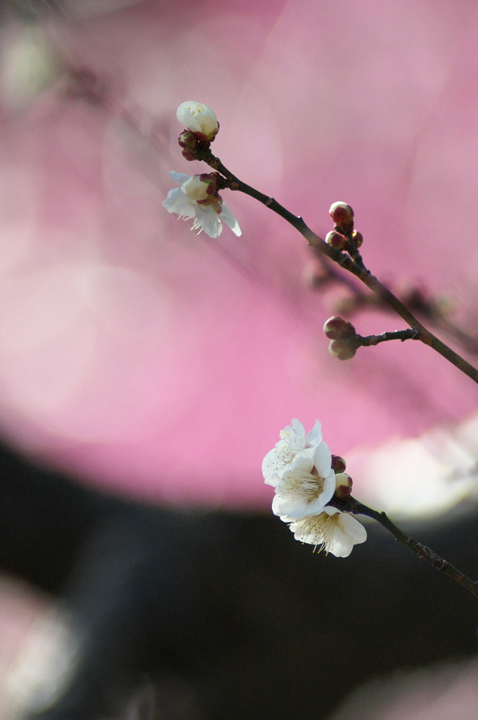 公園の梅の花　２