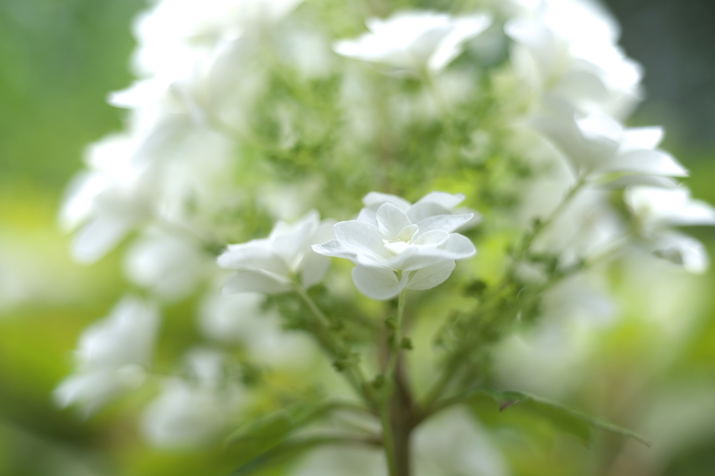 公園の紫陽花