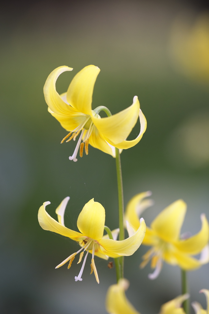 妖精の森の花