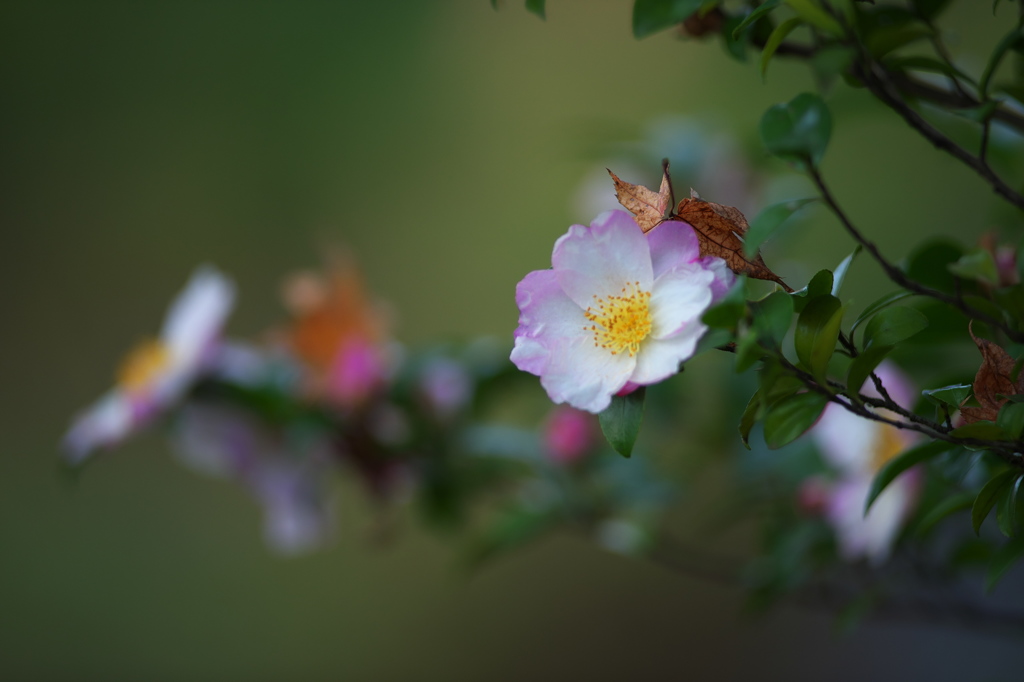 公園の山茶花　