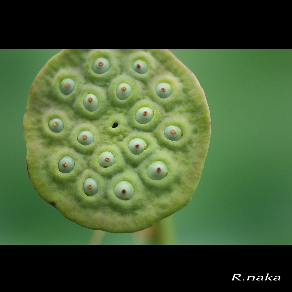 蓮畑　４