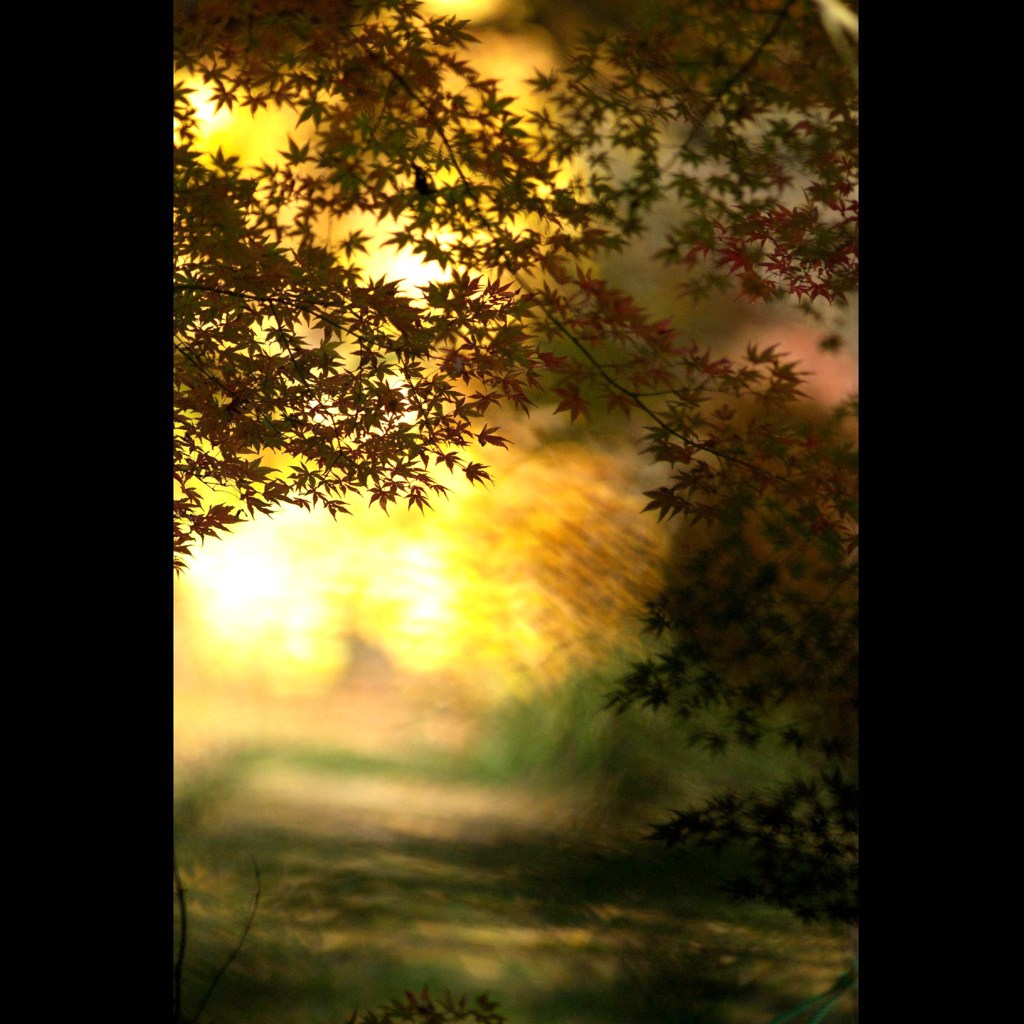 公園の紅葉　８