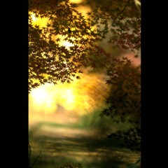 公園の紅葉　８