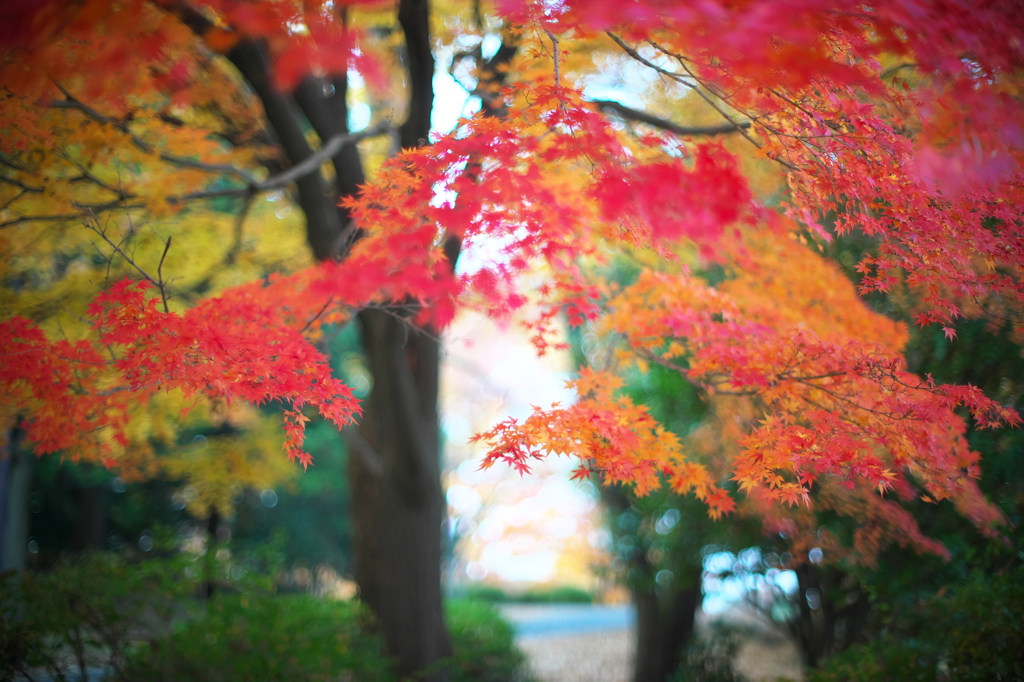 公園の紅葉を５０ｍｍで。