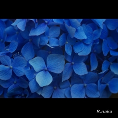 紫陽花の花　１