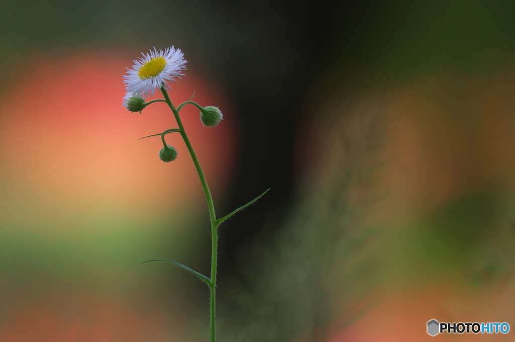 公園の赤い森　Ⅱ　お花達　４