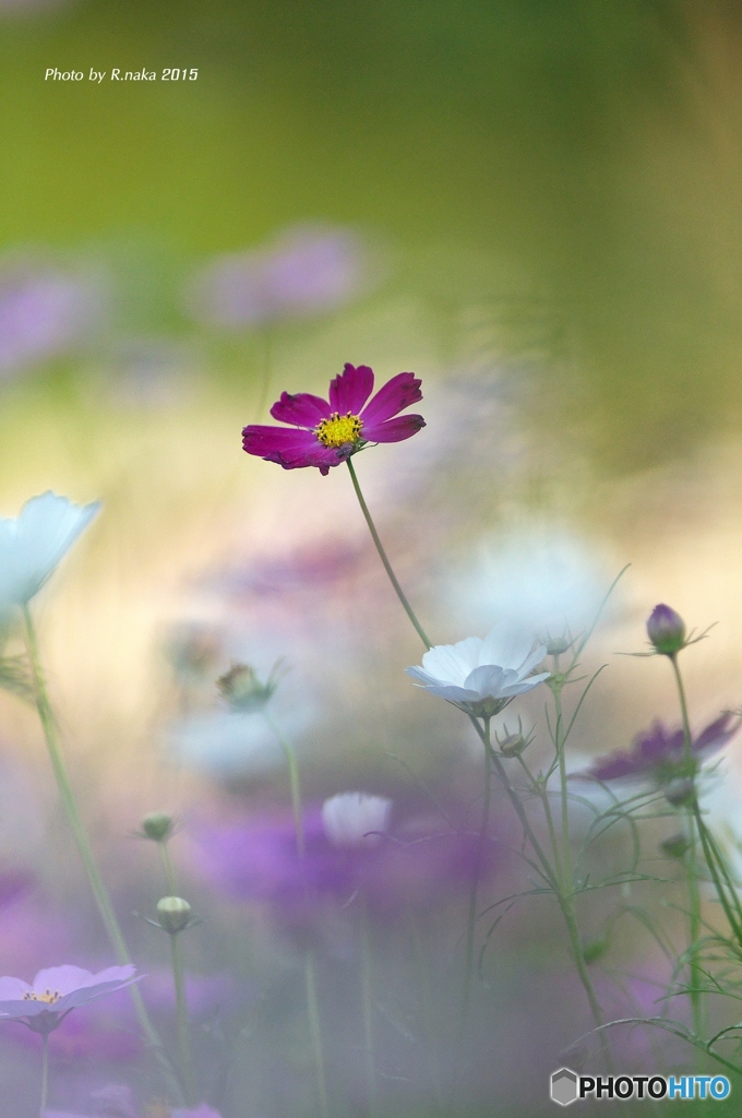花の丘のコスモス　４