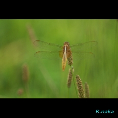 草むらのトンボ　３　ショウジョウメス