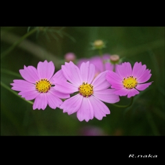 花の丘　コスモス　５　