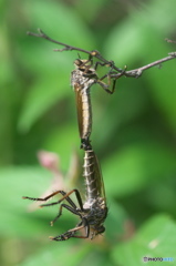 公園の虫達、散歩　７