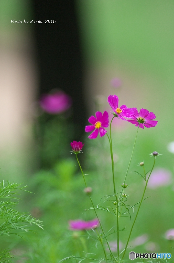 花の丘のコスモス　８