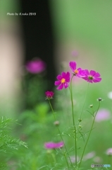 花の丘のコスモス　８