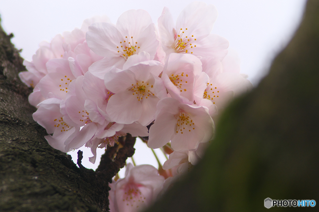 桜の花を花として撮ってみた　１４