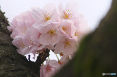 桜の花を花として撮ってみた　１４