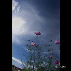 花の丘のコスモス畑　１