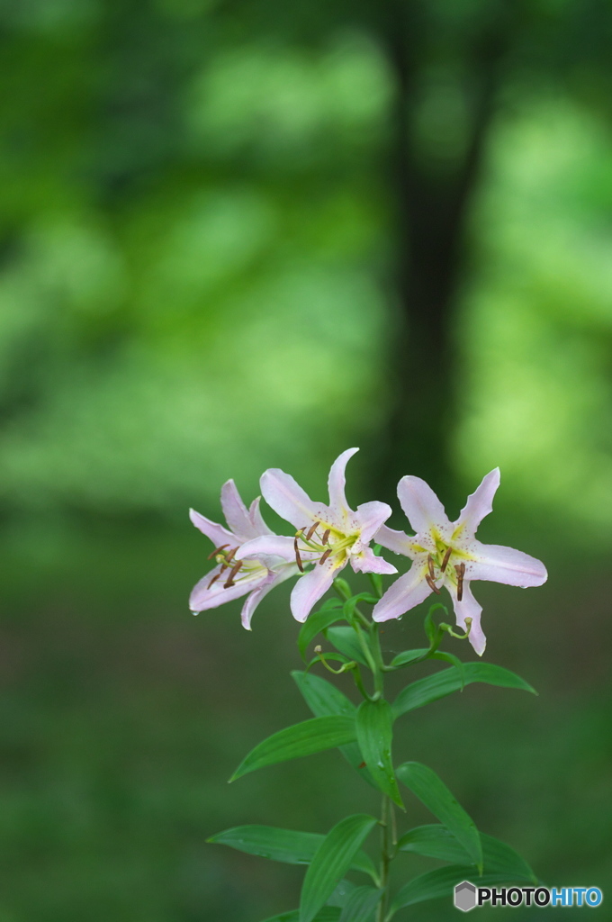雨の日に公園でお花　２