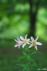 雨の日に公園でお花　２