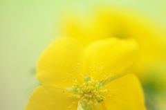 公園の山吹の花　３