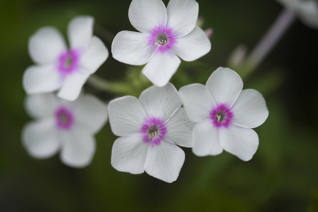 公園の花達