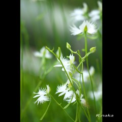 公園のサギ草　５