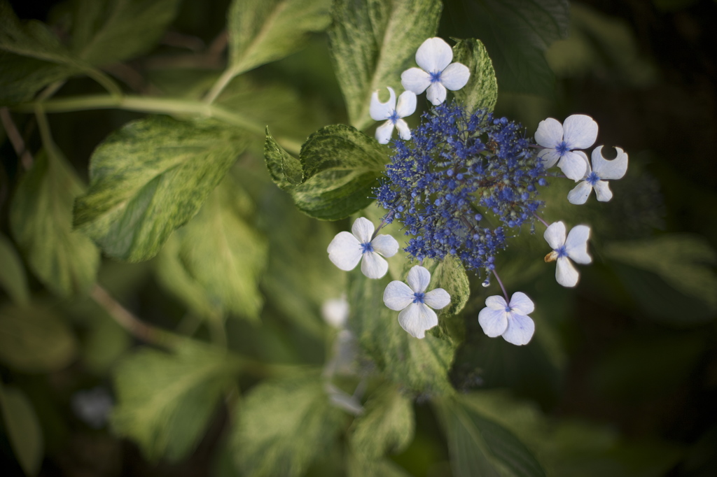 公園最後の紫陽花