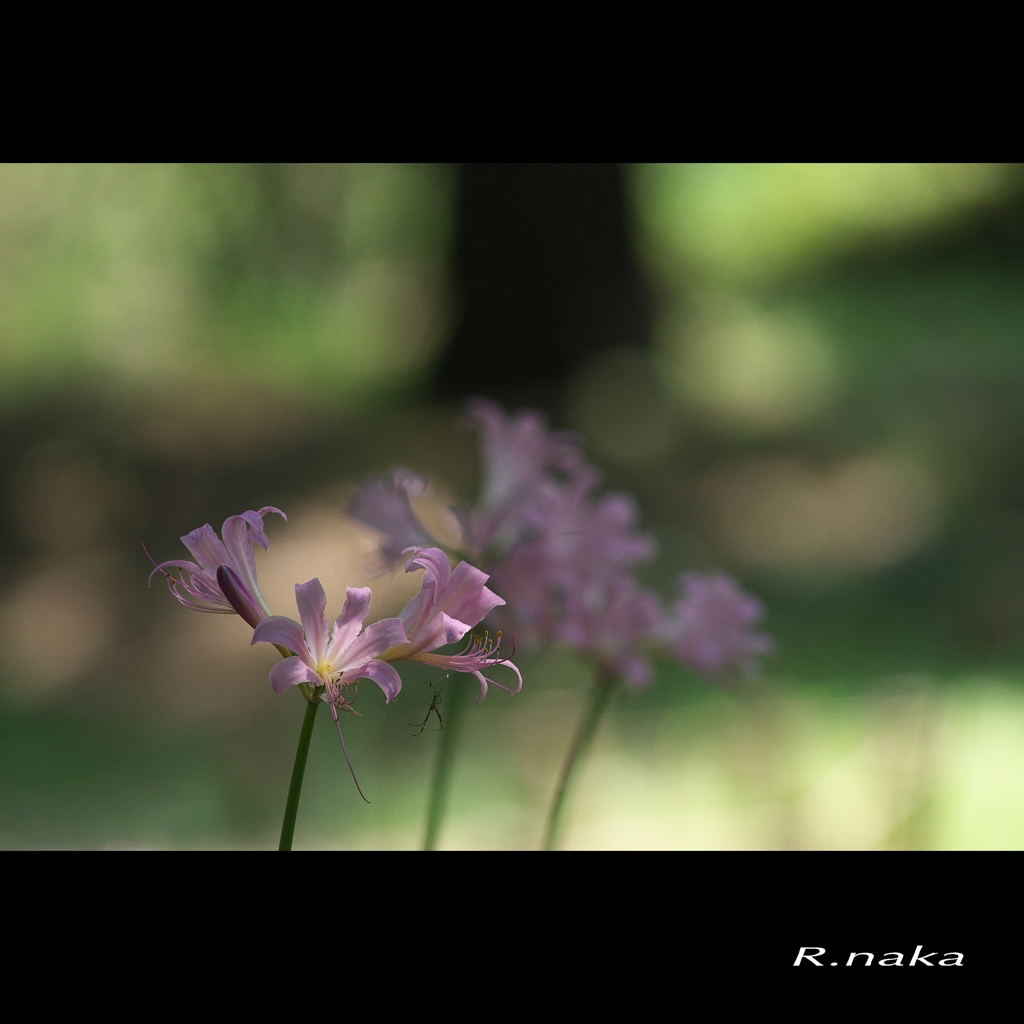 森の中のナツスイセン　５