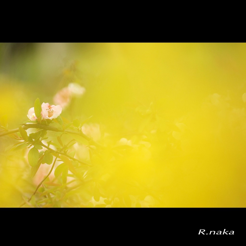 ボケの花でボケ　４