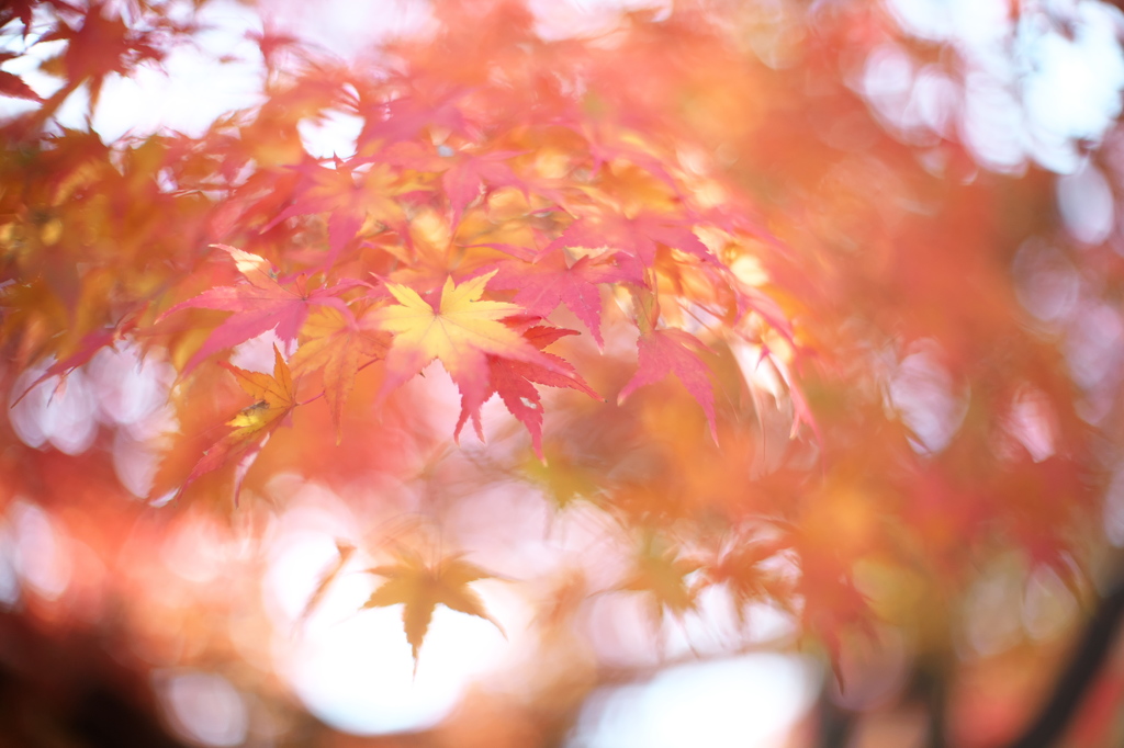 公園　５０ｍｍの紅葉