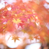 公園　５０ｍｍの紅葉
