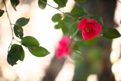 公園の花