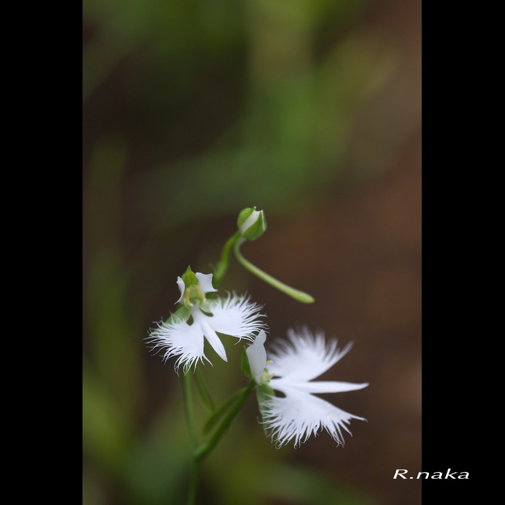 公園のサギ草　１