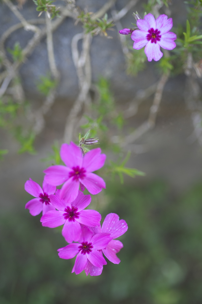 公園の芝桜