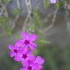 公園の芝桜