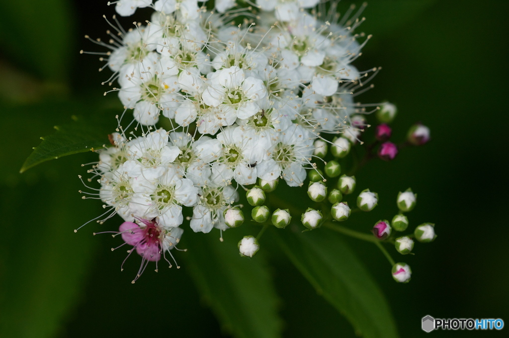 公園のお花　シモツケ　６
